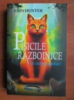 Erin Hunter - Pisicile razboinice. In inima padurii